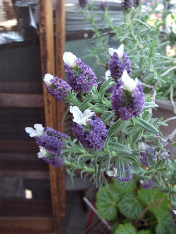 f:id:banashow:20140502140344j:image f:id:banashow:20140502140344j:image