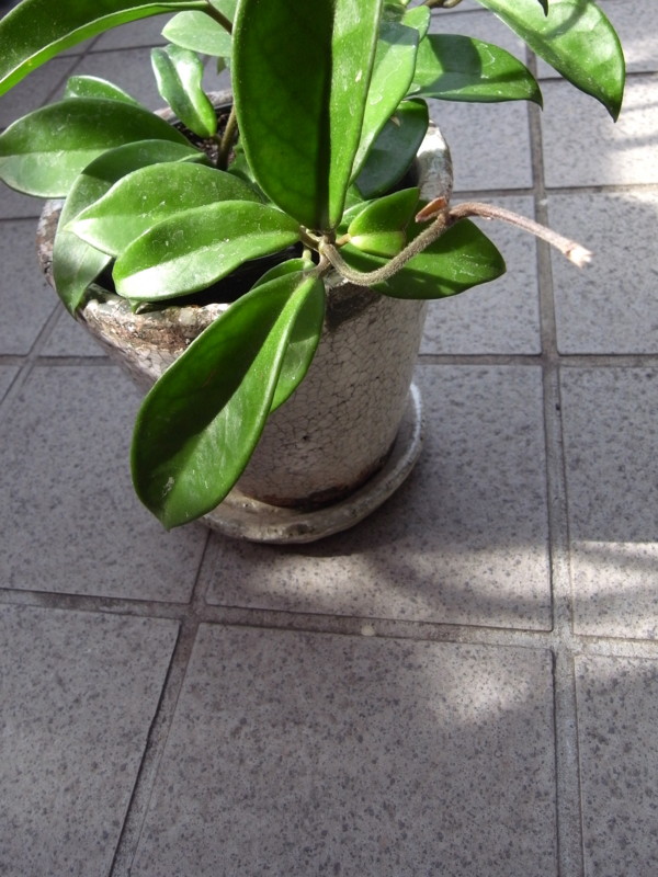 f:id:banashow:20140504152452j:image f:id:banashow:20140504152452j:image