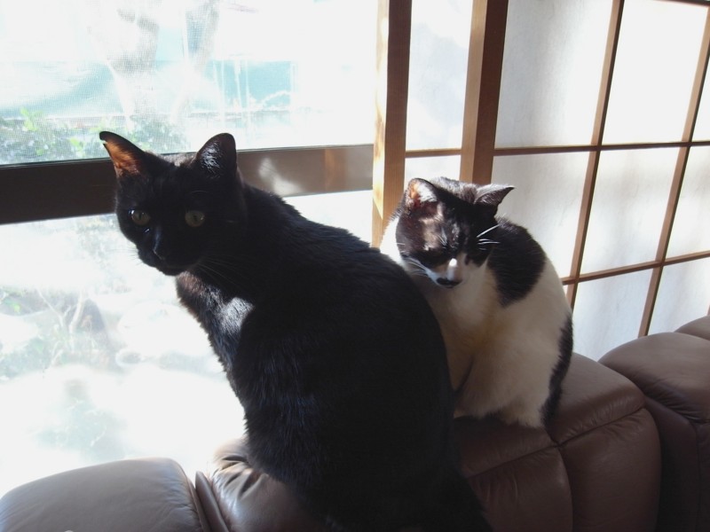 f:id:banashow:20141224095130j:image