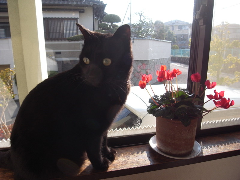 f:id:banashow:20150105100414j:image
