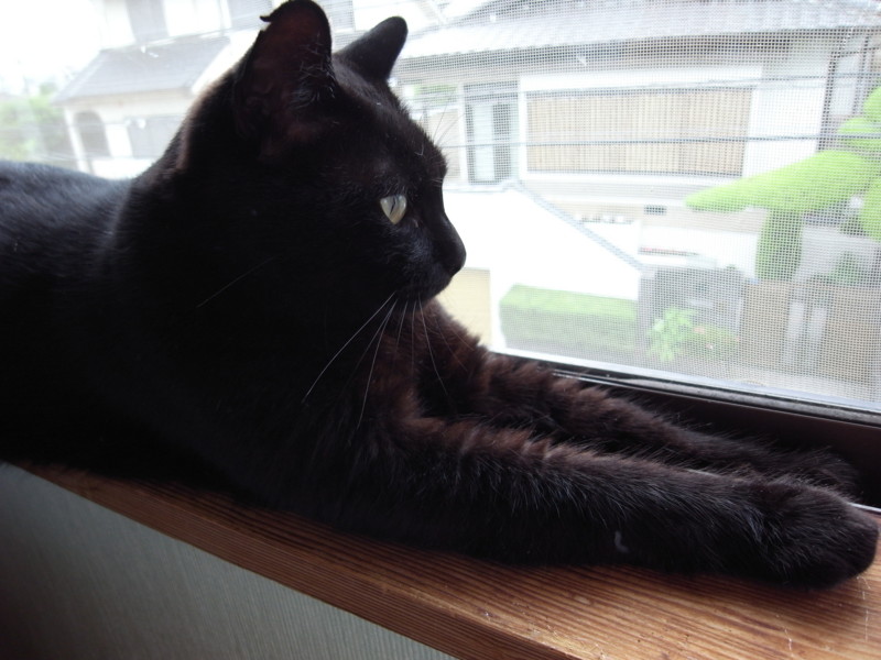 f:id:banashow:20150612154555j:image