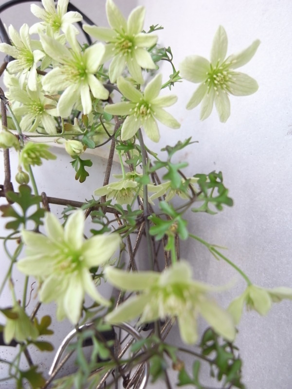 f:id:banashow:20180409145328j:image