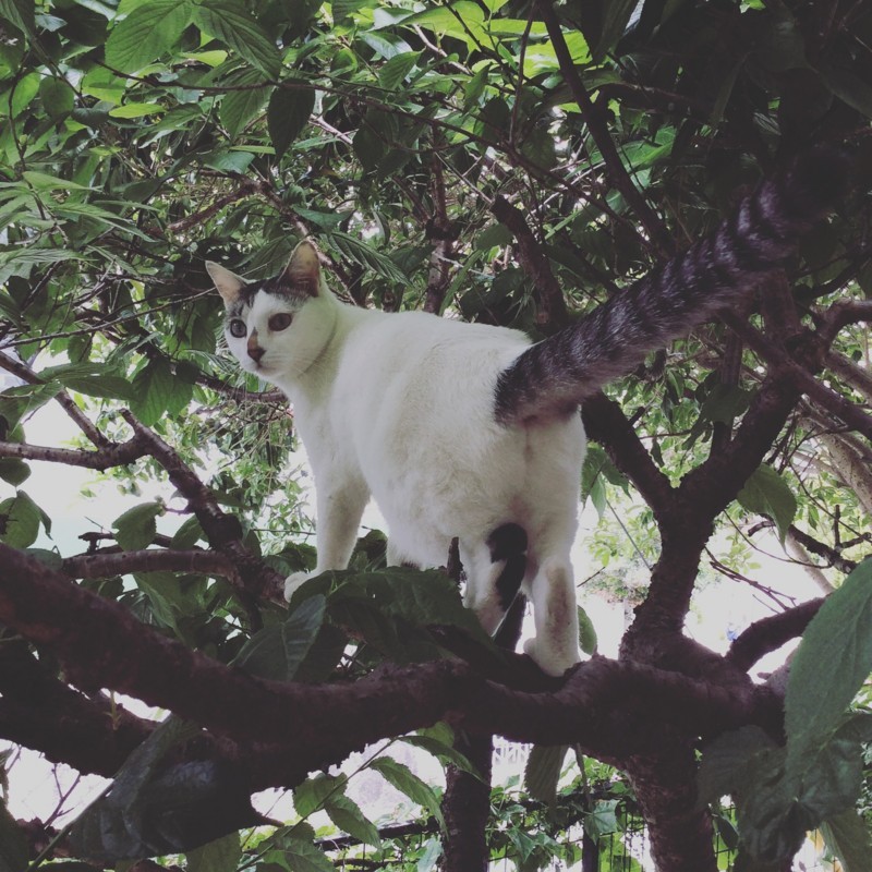 f:id:banashow:20180526155853j:image