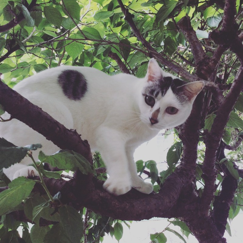 f:id:banashow:20180526155859j:image