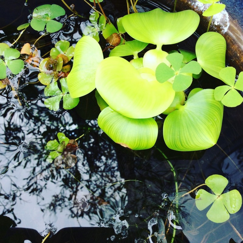 f:id:banashow:20180811142630j:image