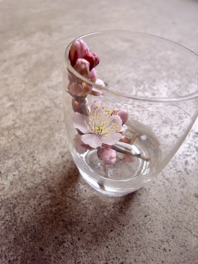 f:id:banashow:20190307144354j:plain