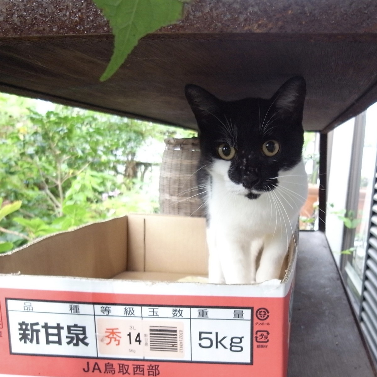 f:id:banashow:20191013155803j:plain