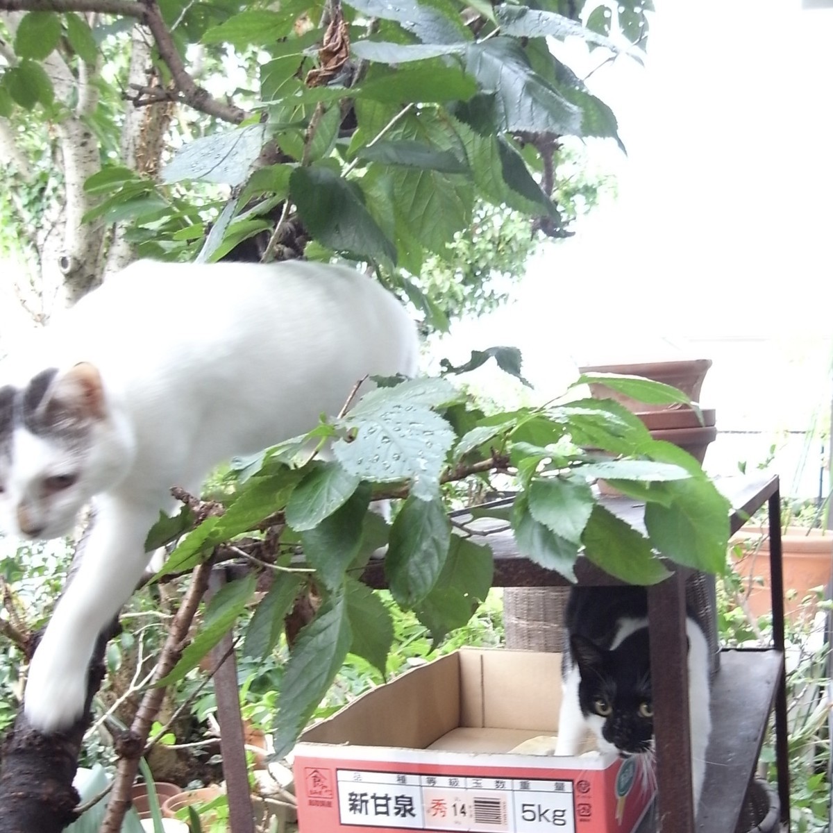 f:id:banashow:20191013160117j:plain