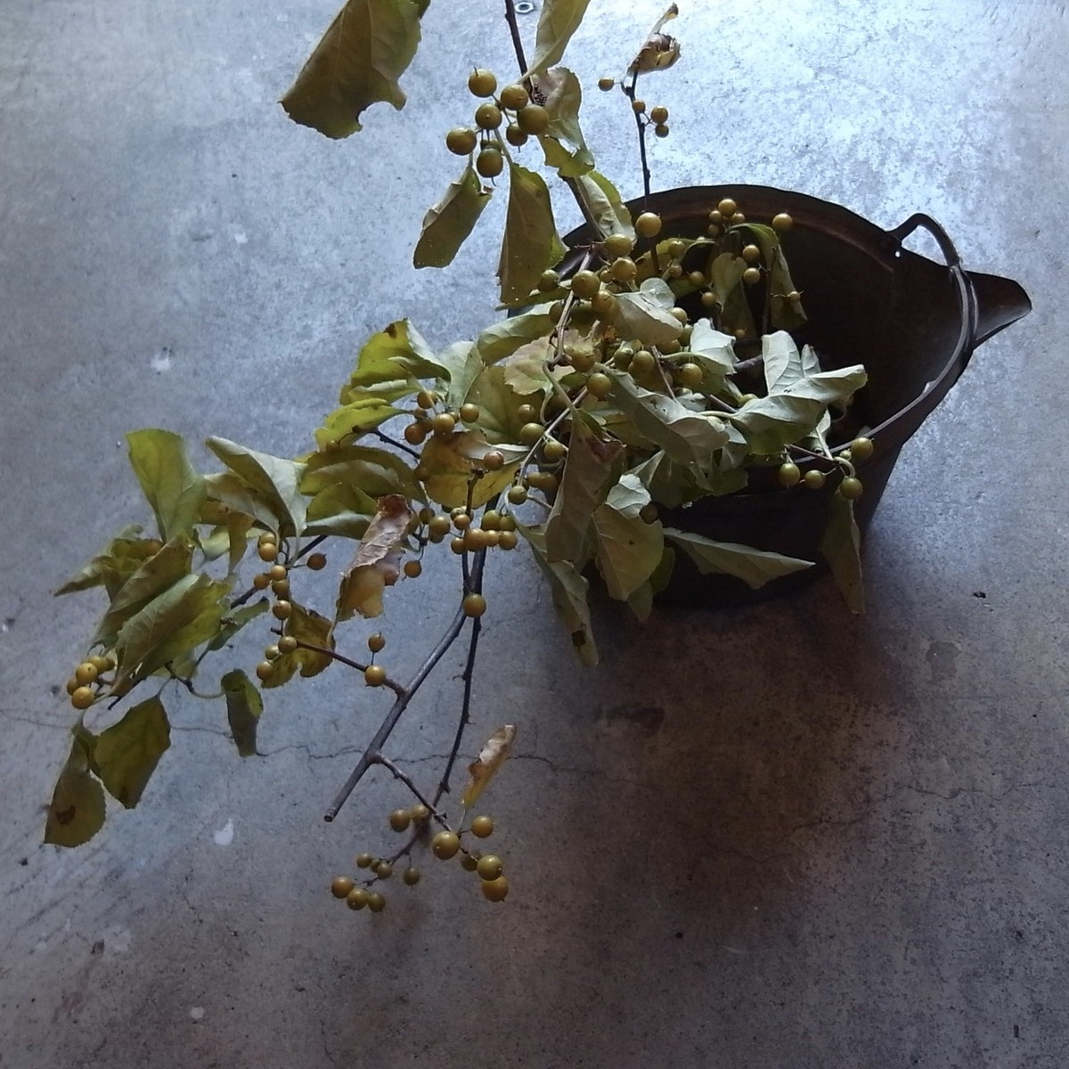 f:id:banashow:20191112123125j:plain