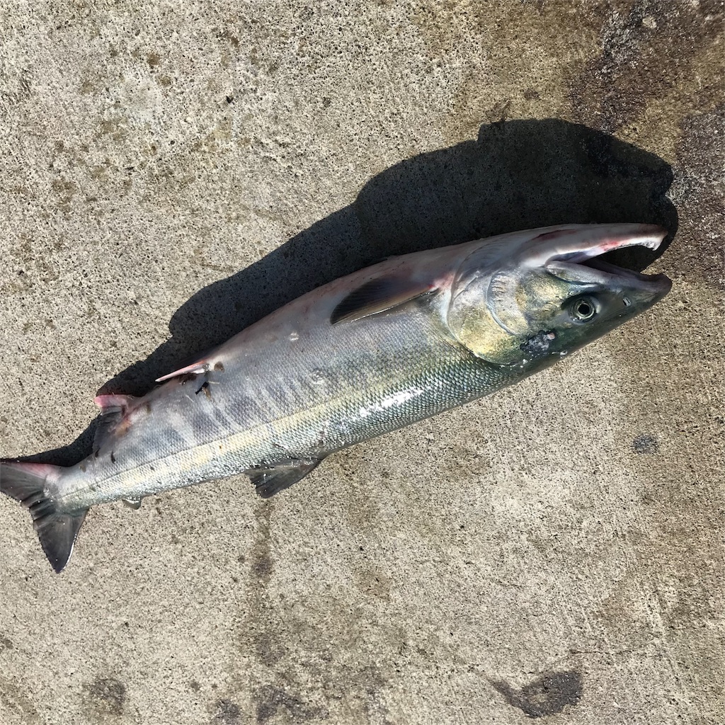 f:id:banathe:20181017082108j:image