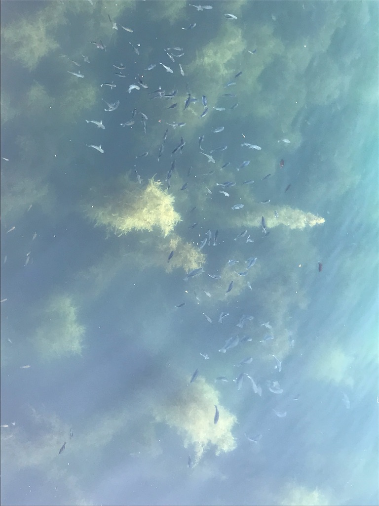 f:id:banathe:20190527104924j:image f:id:banathe:20190527104924j:image