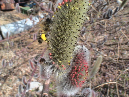 f:id:banbiyan:20060309103434j:image f:id:banbiyan:20060309103434j:image