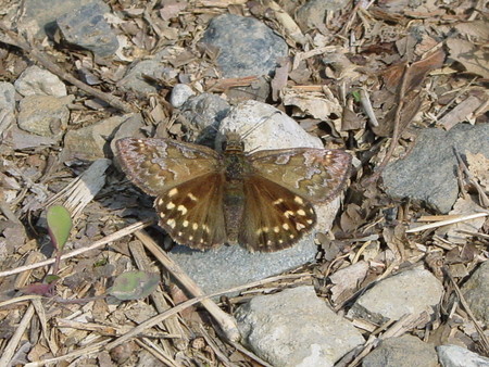 20070407143712