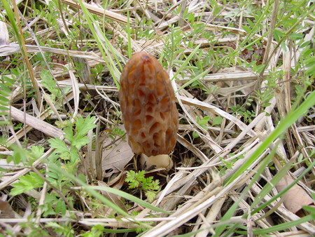 f:id:banbiyan:20070418093029j:image f:id:banbiyan:20070418093029j:image