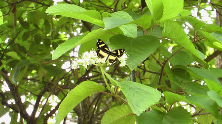 f:id:banbiyan:20070604110127j:image