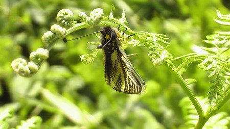 f:id:banbiyan:20070604121330j:image