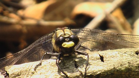 f:id:banbiyan:20070606144524j:image