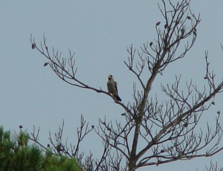 f:id:banbiyan:20070630064511j:image f:id:banbiyan:20070630064511j:image