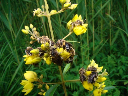 f:id:banbiyan:20070705181742j:image f:id:banbiyan:20070705181742j:image