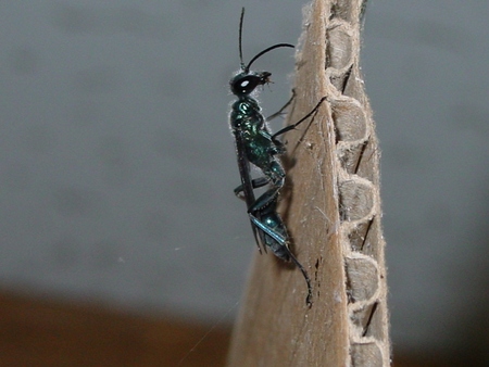 f:id:banbiyan:20070722151734j:image f:id:banbiyan:20070722151734j:image