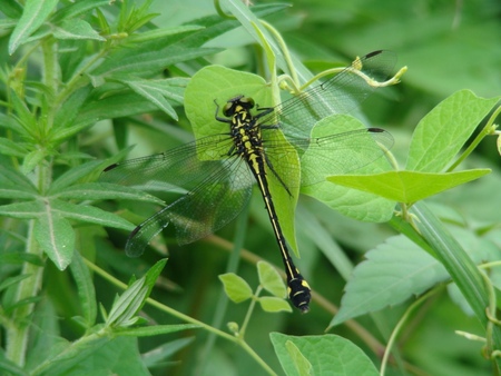 f:id:banbiyan:20070819102500j:image