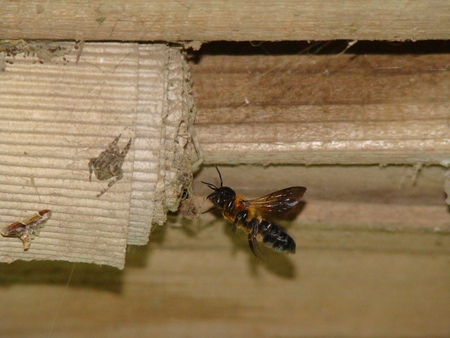 f:id:banbiyan:20070819142446j:image