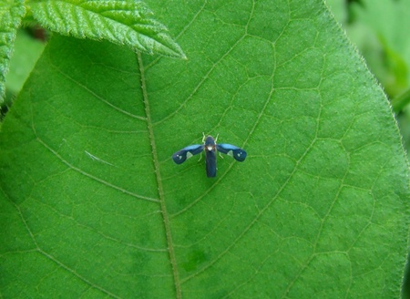 f:id:banbiyan:20070827093109j:image