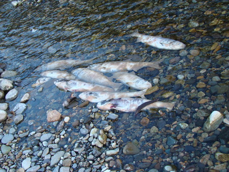 f:id:banbiyan:20071119071453j:image f:id:banbiyan:20071119071453j:image