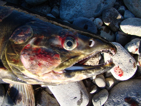 f:id:banbiyan:20071119082651j:image f:id:banbiyan:20071119082651j:image