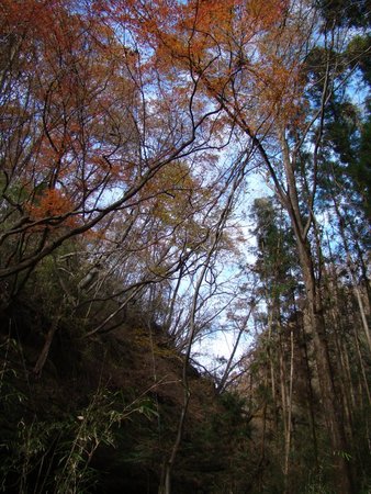 f:id:banbiyan:20071128104455j:image