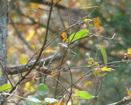 f:id:banbiyan:20071128112136j:image