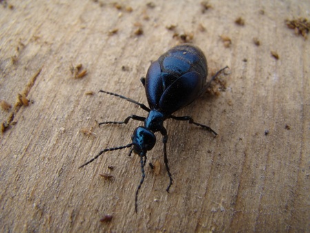 f:id:banbiyan:20071211101816j:image