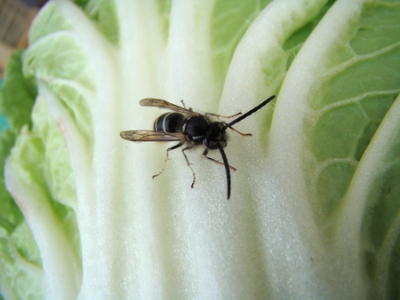 f:id:banbiyan:20071218121142j:image