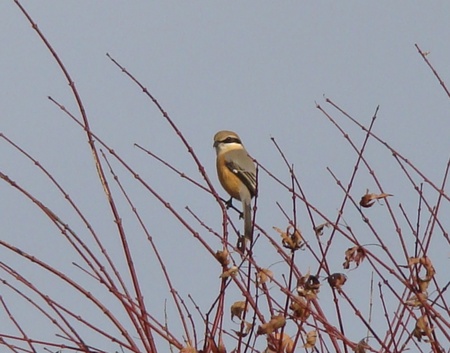 f:id:banbiyan:20071220090428j:image