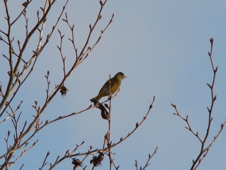 f:id:banbiyan:20071220090712j:image