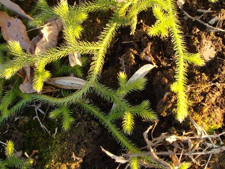 f:id:banbiyan:20071220154353j:image