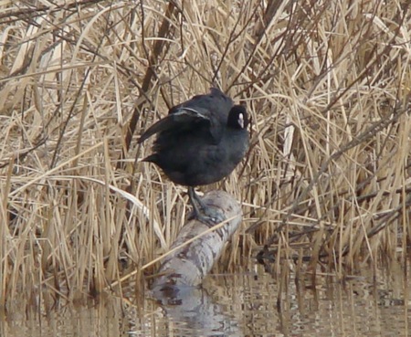 f:id:banbiyan:20071228131412j:image