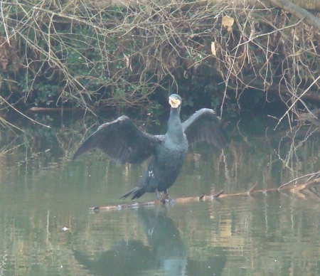 f:id:banbiyan:20071230094146j:image