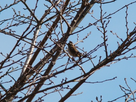 f:id:banbiyan:20080101104925j:image