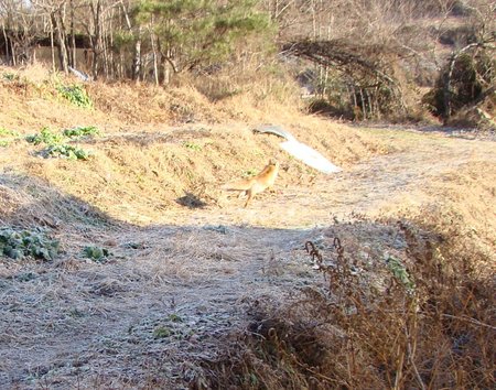 f:id:banbiyan:20080102081213j:image