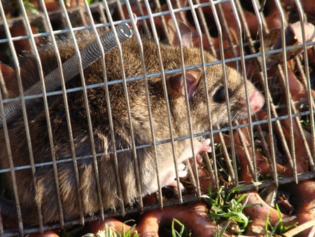 f:id:banbiyan:20080102083205j:image