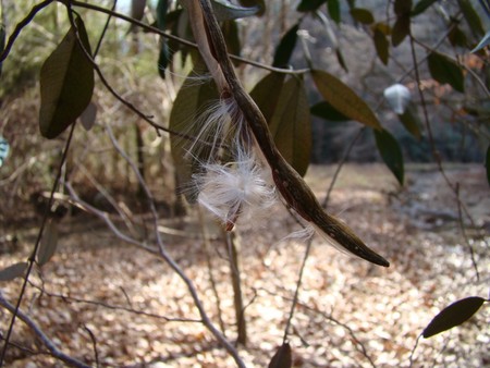 f:id:banbiyan:20080126103448j:image