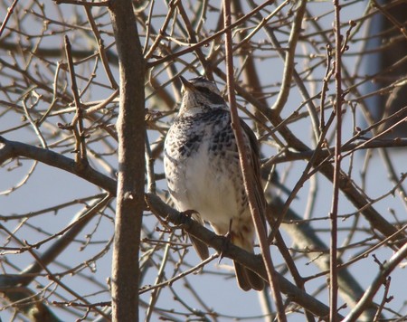 f:id:banbiyan:20080214083315j:image f:id:banbiyan:20080214083315j:image