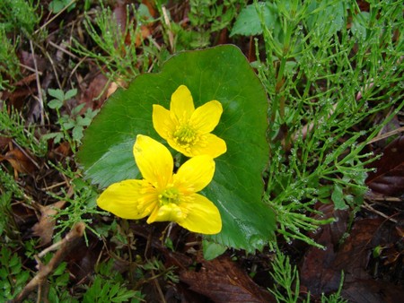 f:id:banbiyan:20080425073512j:image f:id:banbiyan:20080425073512j:image