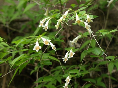 f:id:banbiyan:20080426092841j:image