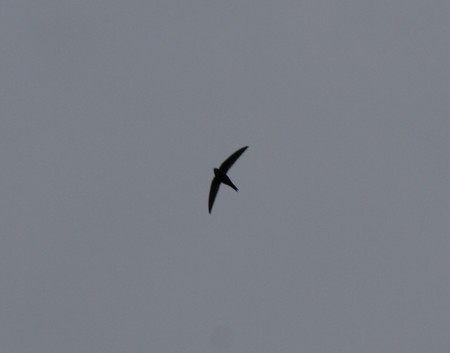 f:id:banbiyan:20080426094759j:image