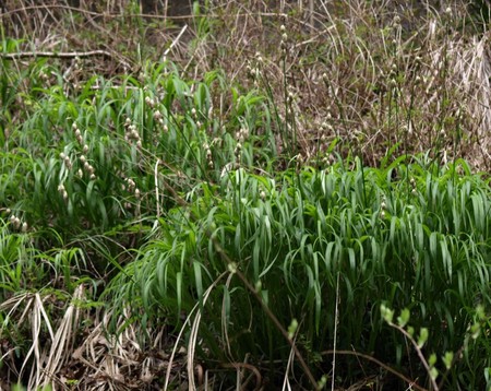 f:id:banbiyan:20080426103238j:image