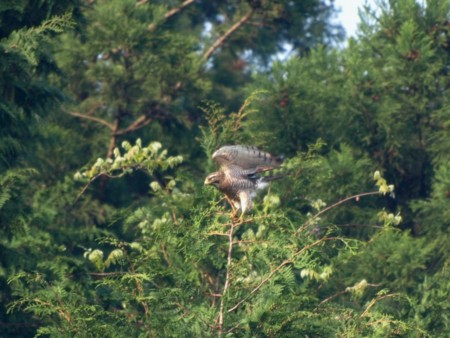 f:id:banbiyan:20080430064738j:image