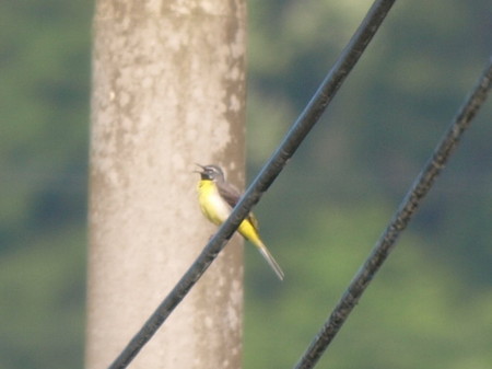 f:id:banbiyan:20080430070805j:image