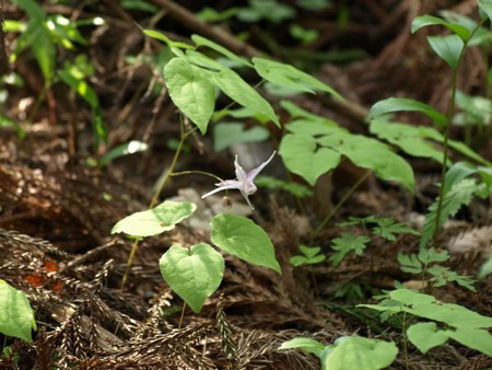 f:id:banbiyan:20080430084628j:image